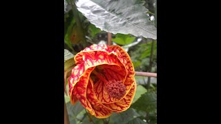 Pruning Abutilon or Flowering Maple