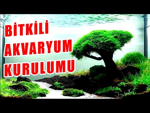 Video: Akvarium Bitkilərinin Yetişdirilməsi - Akvarium Bitkiləri Necə Yetişdirilir