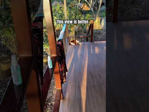 The Second View Is Better Kohnangyuan Thailandtravel Catsofyoutube 