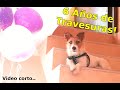 RICK, mi Jack Russell, ...6 Añitos de Travesuras !! 🐶🤣🤣