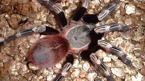 Tarantulas