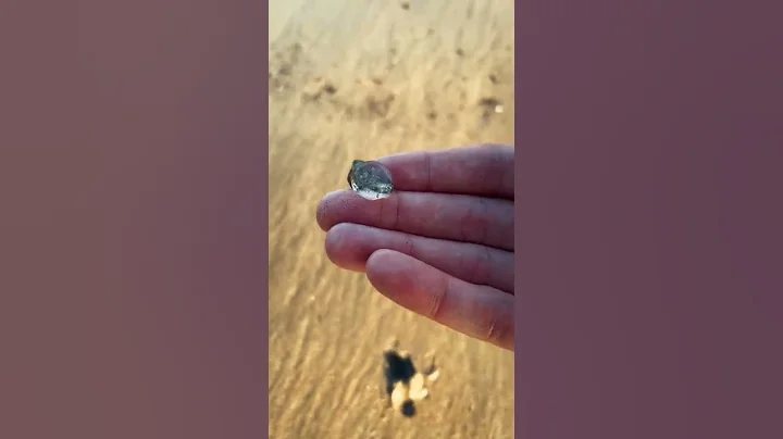 Rescuing the Smallest Cutest Jellyfish #shorts
