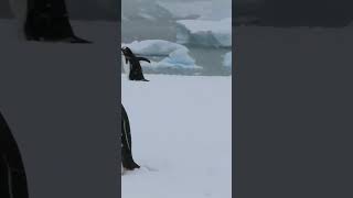 Gentoo Penguin In Antarctica On Curville Island. #Shorts