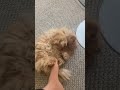 Mila loves to play #persian#persiancatcorner#cat #catlover#cuteanimals #cat