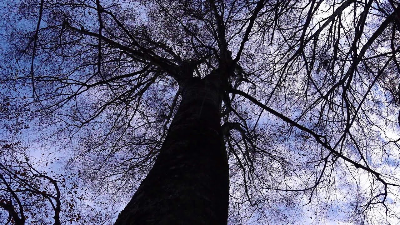 キノコ狩りに行ってみました