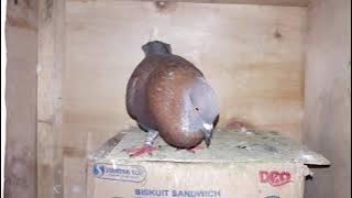 SUARA MERPATI MEMANGGIL BETINA