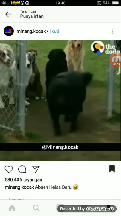 Anjing lucu di absen