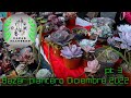 BAZAR PLANTERO DICIEMBRE 2022 pt 3 | ORQUÍDEAS | CACTÁCEAS | CRASULÁCEAS | MACETAS |