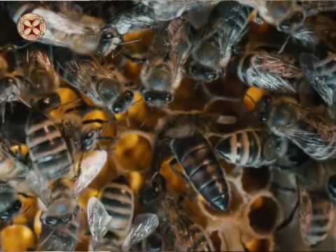 ვიდეო: რისი გაკეთება შეიძლება ფუტკრისგან