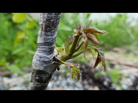 Video: Hoe Om Te Keer Dat 'n Hondjie Spring