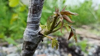 walnut grafting in winter and spring / прививка ореха зимой и весной