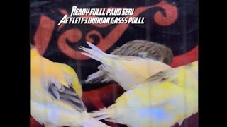 Full paud harga pelajar ,‼️#kenari #galerikenariindonesia 