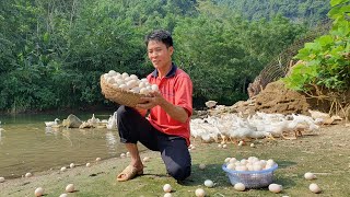 Harvest Duck Eggs Goes to the market sell - Cooking - Live with nature | Solo Survival