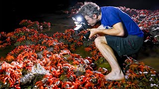 Insane: 50 Million red crabs mass spawning - Christmas Island!
