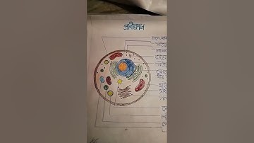 B.ed tlm life science