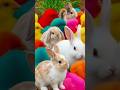 Ayam Lucu, ayam warna warni, ayam rainbow, kelinci lucu, bebek lucu, ikan koi, Hewan Lucu