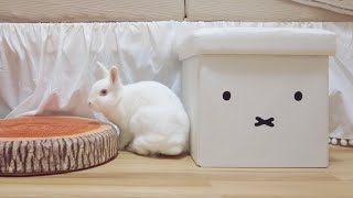 ミッフィーの収納スツールを置いてみたらうさぎさんが上手に使ってくれました