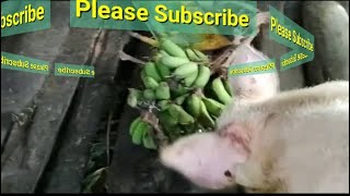 Feeding  my pig on fresh banana #pig #farming #animals #farmers #farms