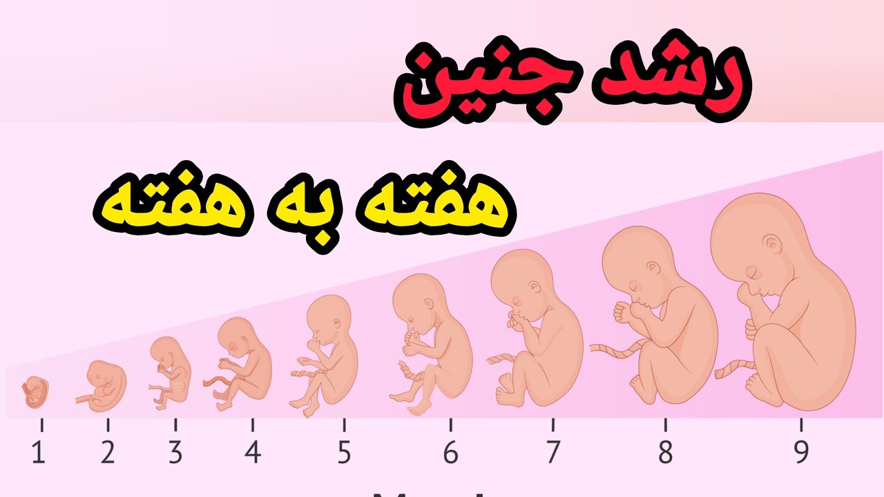 هرهفته جنین چه تغییراتی میکنه /هفته ۱تا ۴۰