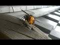 【オオスズメバチ捕獲の瞬間 】オオスズメバチ ホイホイ 滋賀のハチ駆除「ジェイ・ワークス」#Shorts