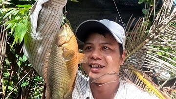 Tập 61 - Giật Đã Tay Với Mấy Ổ Cá Này Rồi, Tiếp Tục Trúng Cá Rô Khủng | Câu Cá Rô Đồng