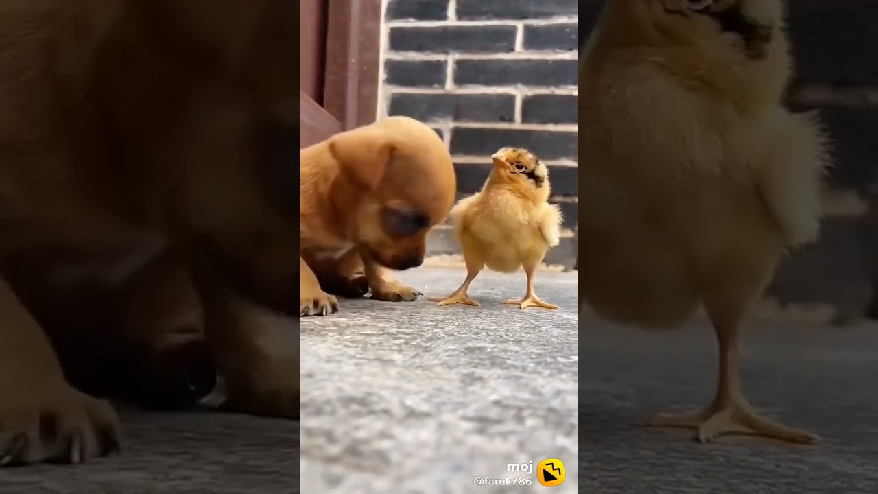 Google my bulbul original