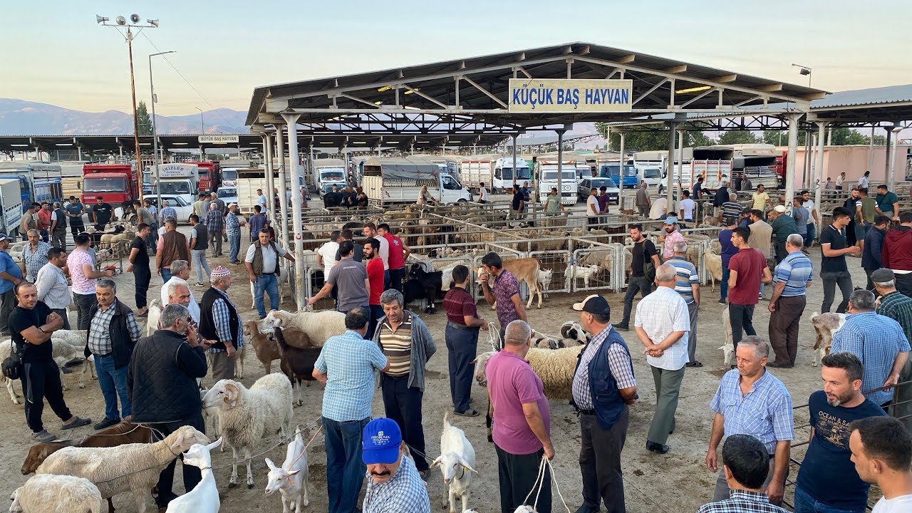 ÖDEMİŞ HAYVAN PAZARINDA FİYATLAR BEDAVADAN BİRAZ PAHALI…
