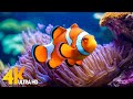 Aquarium 4k ultra  beautiful coral reef fish  relaxing sleep meditation music 92