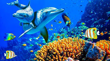 Relaxing Music to Relieve Stress, Anxiety and Depression • Mind, Body 🐬 Soothing music for nerves