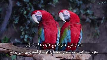 چه زیبا و شیرین تلاوت میکند سورة يس را این جوان