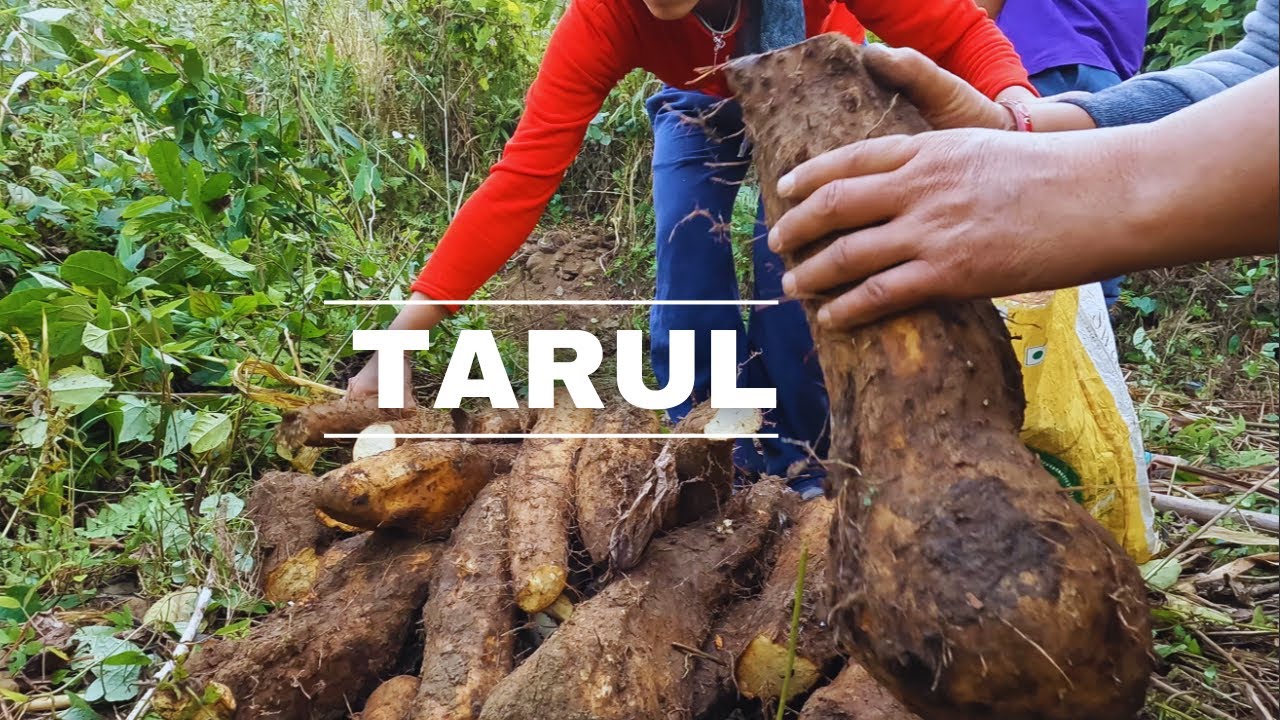 Tarul Which 'TARUL' it is...? - YouTube