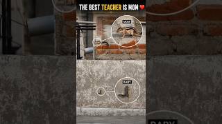 The Best Teacher Is MOM ❤️ | Baby Squirrel's First Climbing Lesson