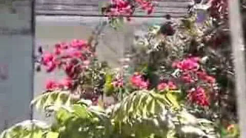 Albert Lowe Museum - Green Turtle Cay, Abaco, Baha...