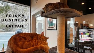 Frisky Business Cafe - The New Cat Cafe In Palm Springs, California screenshot 1