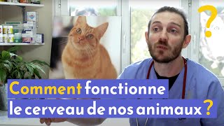 Comment fonctionne le cerveau de nos animaux ?