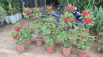 Bán cây xương rồng bát tiên hoa đỏ thoát thân siêu đẹp 0977973535