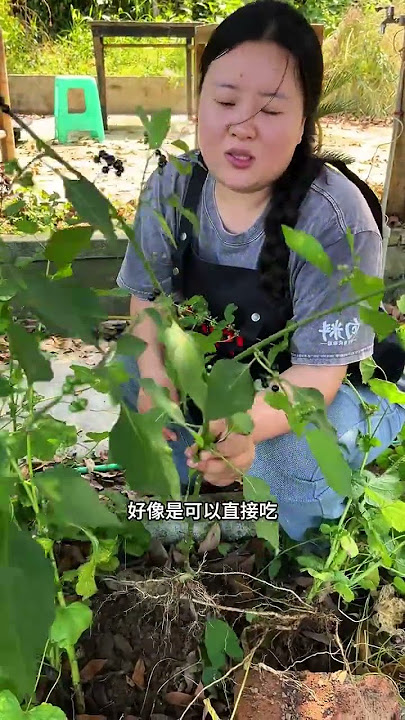 今天的天气太好了把院子里杂草清一下，大家知道这是什么果子吗？#农村生活  #果子