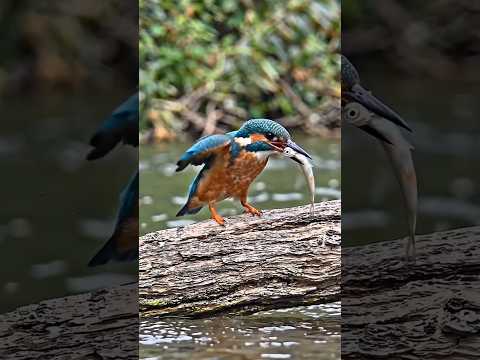 Real Kingfisher ASMR 🌊🐦