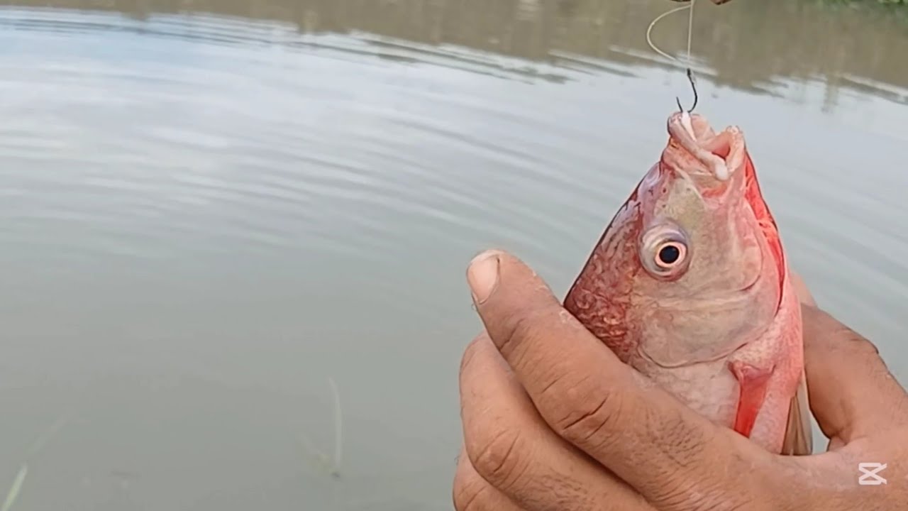 اسهل واسرع طريقة لصيد السمك ومياة متاحه للجميع ٢٩ أبريل ٢٠٢٥