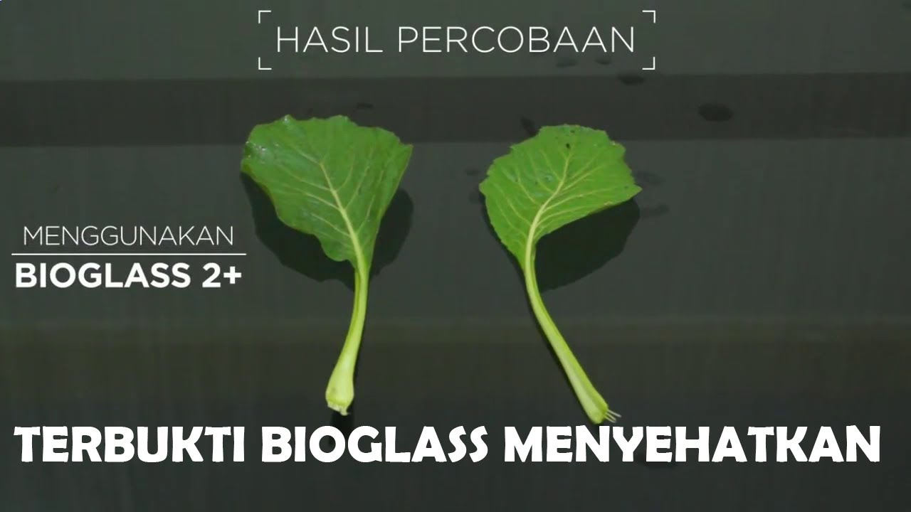 Apa Bioglass Bohong? Ternyata Ini Cara Kerja Bioglass 2s DS MCI Untuk Amandel