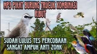 Suara pikat burung trucuk kombinasi burcil ribut