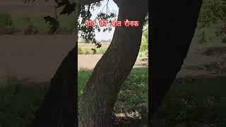 subscribe my channel #youtubeshorts #love #trueline #wahguru #villagelife #baagaan#agriculture #yout