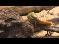 fauna brasileira sertaneja COBRA FAMINTA reptil selvagem silvestre mata atlântica brazilian brazil