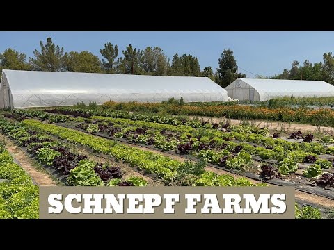 Schnepf Farms | Queen Creek, Arizona | Travel America