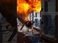 بقرة تنقذ شابا من حريق خطير انقاذ الحيوانات الحيوانات الأليفة حيوانات 