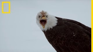 Réunion De 3 000 Rapaces