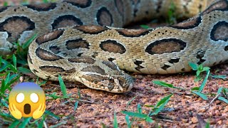 Russell's Viper Dangerous Rescue #wildlifesro #russellviper #snake #snakebite