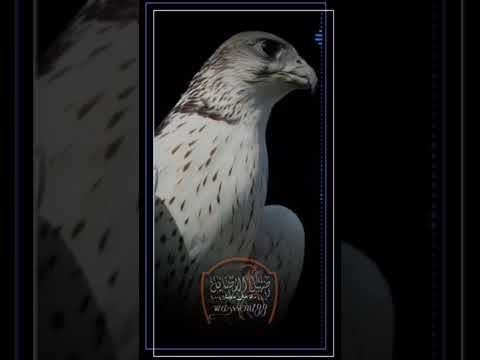 خالدعبدالرحمن يا طير وضبتك بتدريب