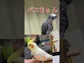 るいちゃん仲間を呼ぶ!#Shorts
