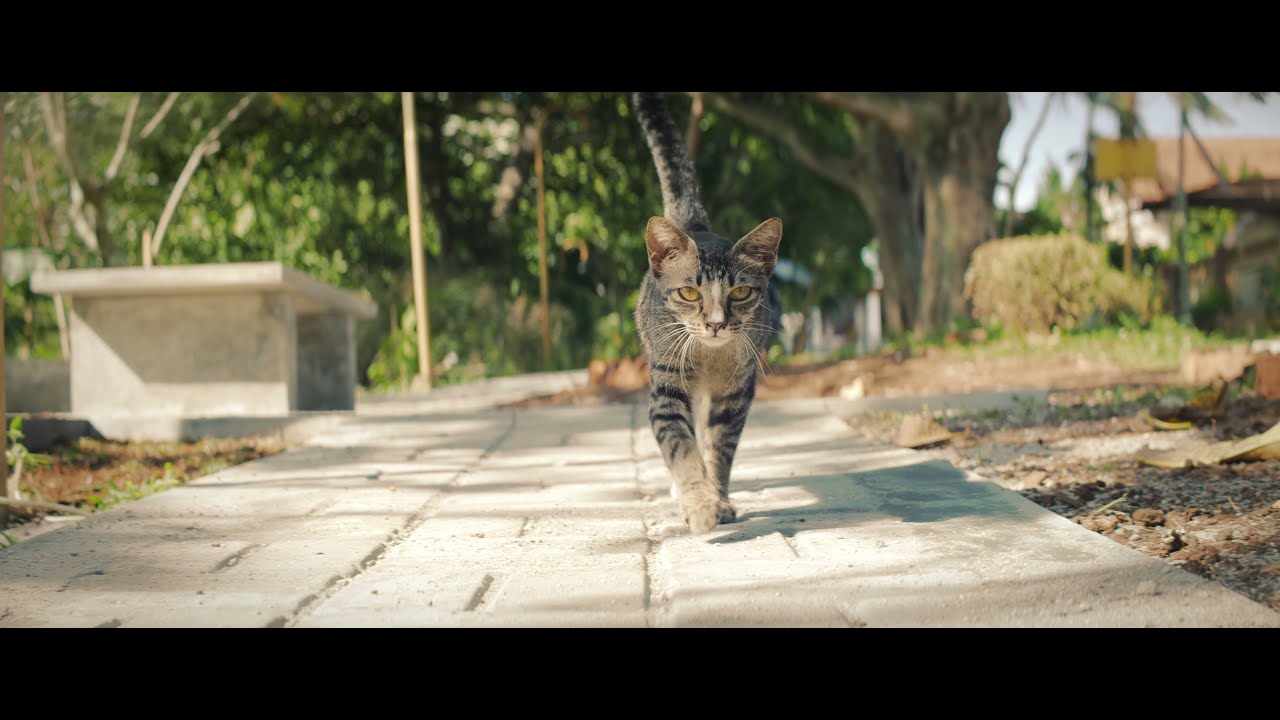 Sankor 16F Anamorphic Lens Test